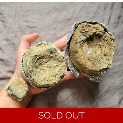 Rare Set Of Hadrosaur Fossil Dinosaur Vertebra Bones From Montana